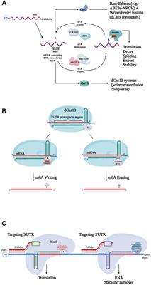 The Basis and Promise of Programmable RNA Editing and Modification